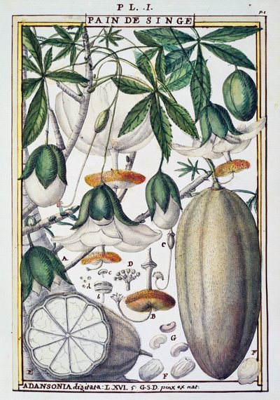 Frutti e fiori dell