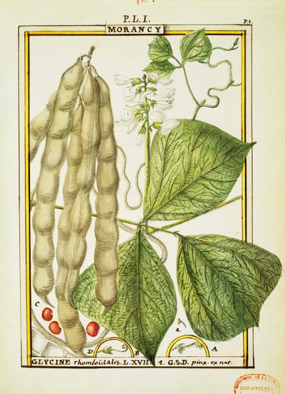 Glicine Rhomboidalis, acquerello di Delahaye da Delahaye Delahaye