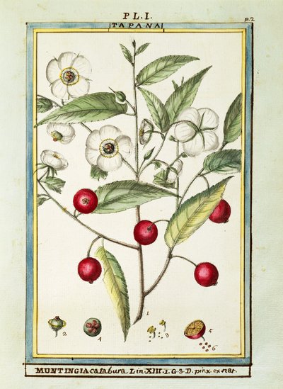 Ciliegia giamaicana (Muntingia calabura), acquerello di Delahaye da Delahaye Delahaye