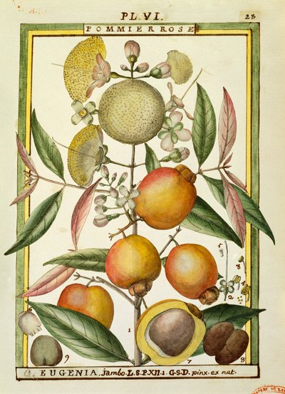 Susino di Malabar o mela rosa (Eugenia Jambos o Syzygium Jambos), acquerello di Delahaye da Delahaye Delahaye