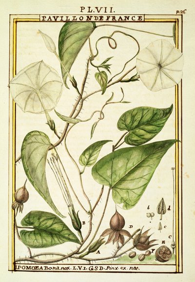 Fiore della luna o vite della luna (Ipomoea Alba), acquerello di Delahaye da Delahaye Delahaye