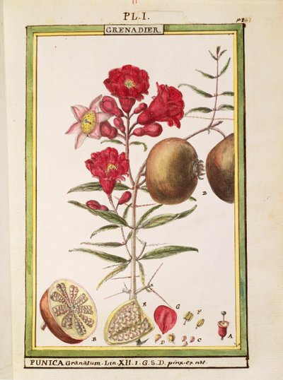 Melograno (Punica granatum), acquerello di Delahaye da Delahaye Delahaye