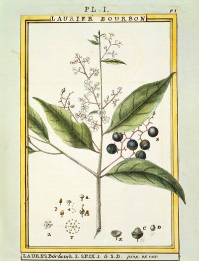 Alloro rosso (Laurus borbonia o Persea carolinensis), acquerello di Delahaye da Delahaye Delahaye
