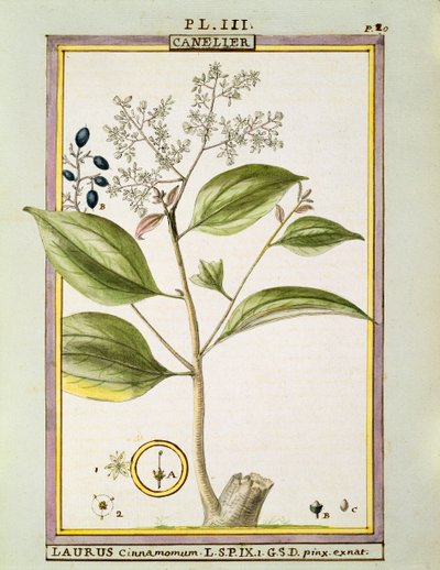 Cannella vera (Cinnamomum Verum), acquerello di Delahaye da Delahaye Delahaye