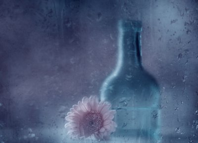 Gerbera da sogno sotto la pioggia da Delphine Devos