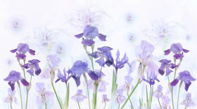 Iris color lavanda da sogno da Denis O Reilly