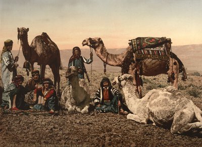Cammelli che si fermano nel deserto, Terra Santa, c.1890 da Detroit Photographic Co.