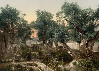 Giardino del Getsemani, Gerusalemme, Terra Santa da Detroit Photographic Co.