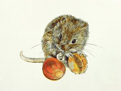 Arvicola con una ghianda da Diane Matthes