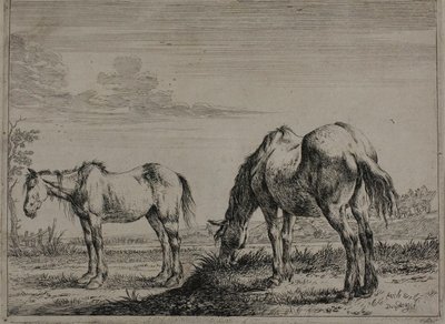 Cavallo al pascolo, tavola tre dalla Serie di Cavalli da Dirck Stoop