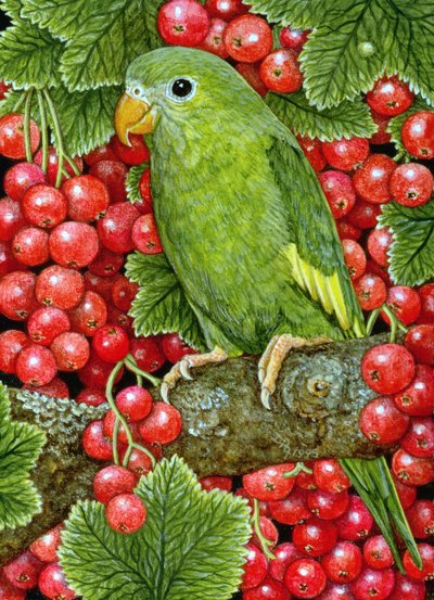 Redcurrant-Parakeet, 1995 da Ditz