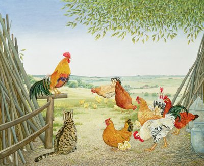 Il Pollo e il Gatto da Ditz