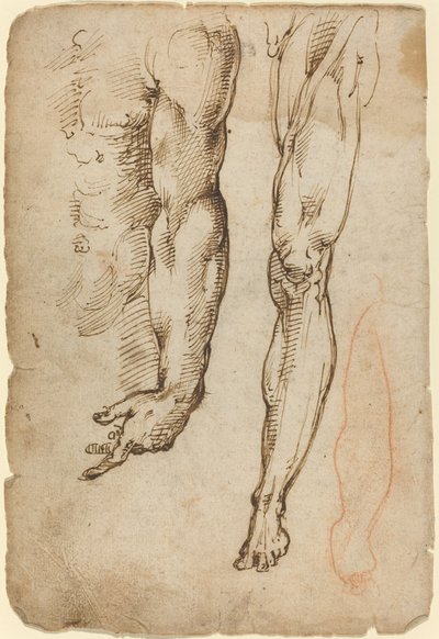 Studi anatomici da Domenico Beccafumi