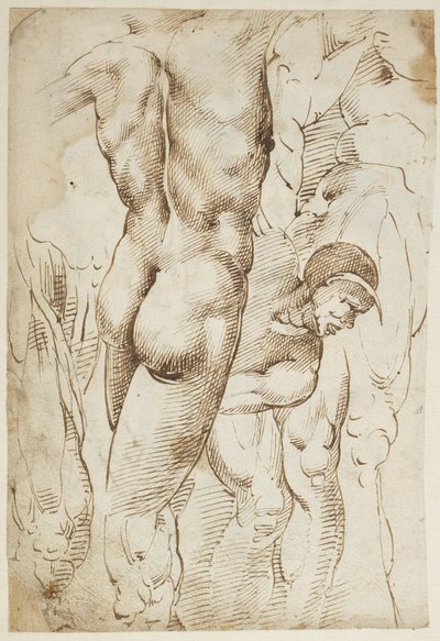 Studi di gambe e nudi maschili da Domenico Beccafumi