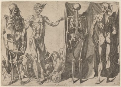 Scheletri e Écorchés da Domenico del Barbiere