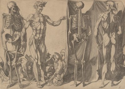 Due uomini scuoiati e i loro scheletri, ca. 1540-45 da Domenico del Barbiere