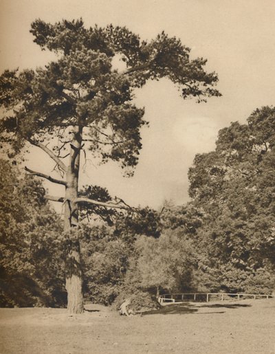 Nella foresta di Hadley, Resto della vecchia foresta reale di caccia di Enfield Chase, c. 1935 da Donald McLeish
