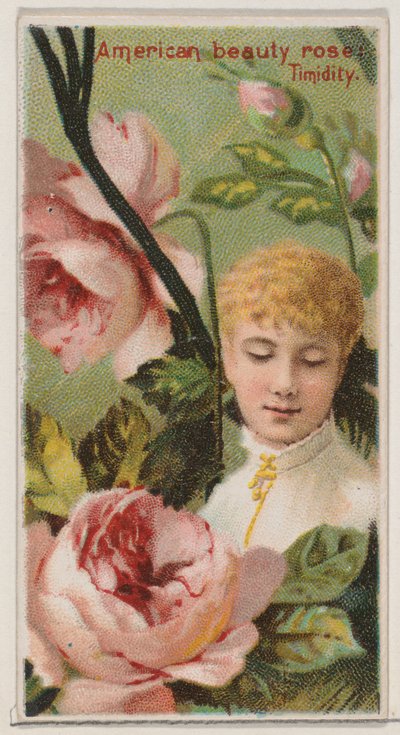 American Beauty Rose: Timidezza, dalla serie Bellezze floreali e linguaggio dei fiori da Donaldson Brothers