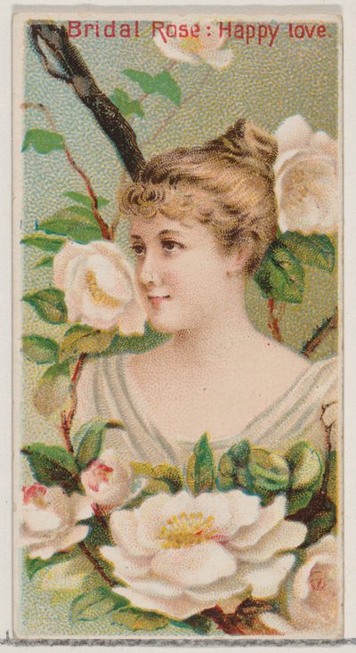 Rosa nuziale: Amore felice, dalla serie Bellezze floreali e linguaggio dei fiori N75 da Donaldson Brothers
