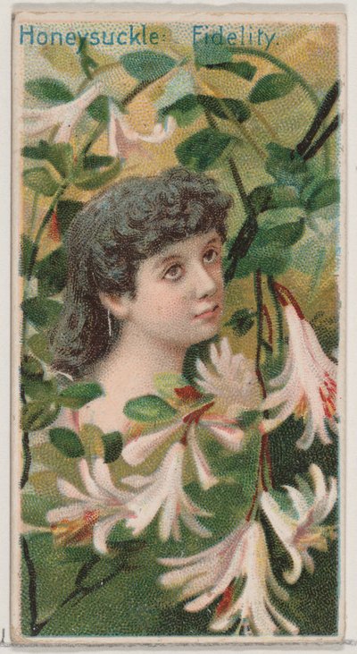 Caprifoglio: Fedeltà, dalla serie Bellezze floreali e linguaggio dei fiori N75, 1892 da Donaldson Brothers