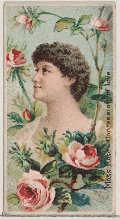 Rosa muschiata: Confessione d