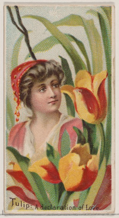 Tulipano: Una dichiarazione d