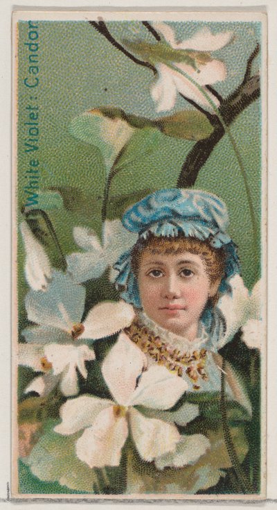 Viola Bianca: Candore, dalla serie Bellezze Floreali e Linguaggio dei Fiori N75 per Du da Donaldson Brothers