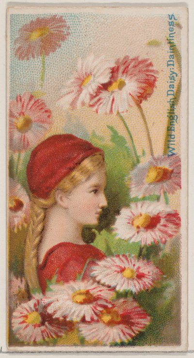 Margherita inglese selvatica: delicatezza, dalla serie Bellezze floreali e linguaggio dei fiori, 1892 da Donaldson Brothers