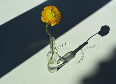 Ombra di ranuncolo illuminata dal sole da Donatella Basso
