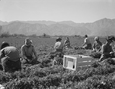 Tiratori di carote da Texas, Oklahoma, Missouri, Arkansas e Messico, California da Dorothea Lange