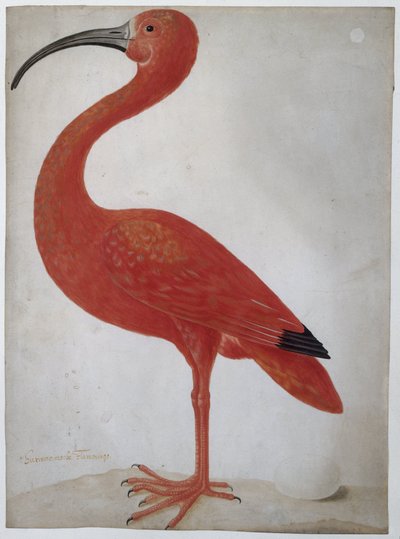 Ibis scarlatto con un uovo da Dorothea Maria Gsell (attributed to)