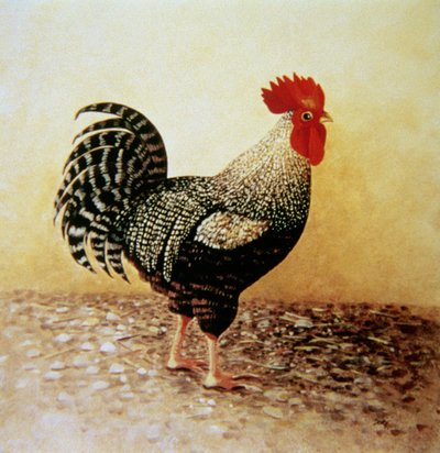 Gallo Maculato da Dory Coffee