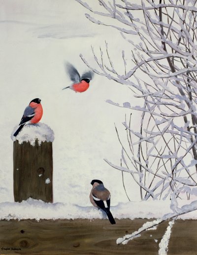 Ciuffolotti su un recinto innevato da Douglas Anderson