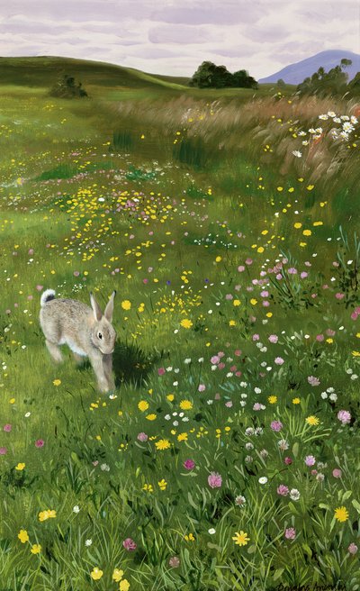 Lepre in fiori di primavera da Douglas Anderson