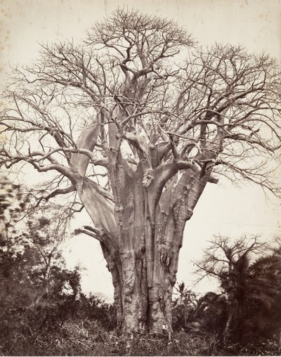 Baobab a Mohéli, 1863 da Désiré Charnay