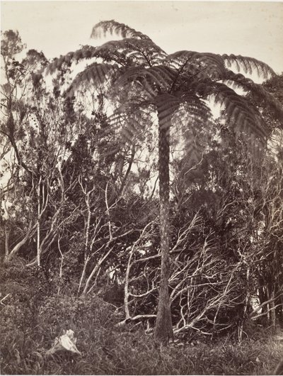 Felce arborea, 1863 da Désiré Charnay