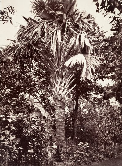 Grand Latanier da Désiré Charnay