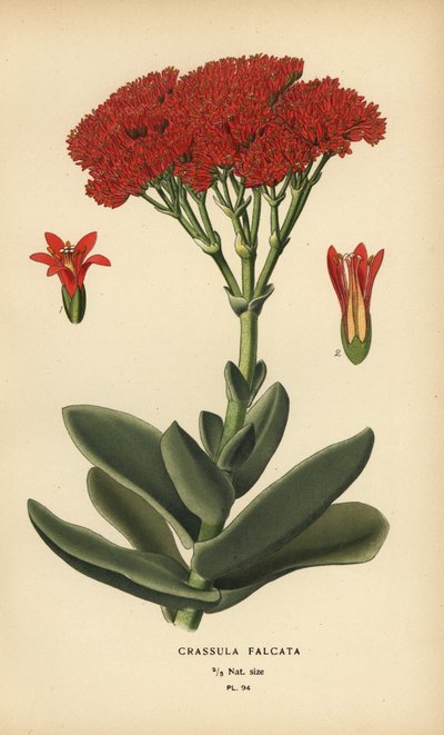 Crassula perfoliata var. falcata da Désiré Georges Jean Marie Bois