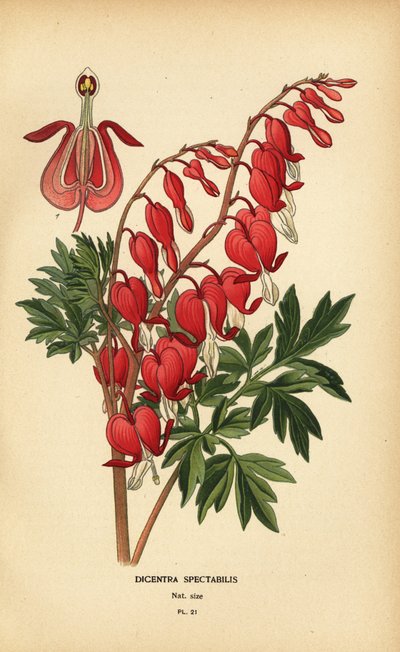 Cuore sanguinante asiatico, Lamprocapnos spectabilis. da Désiré Georges Jean Marie Bois