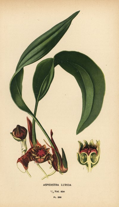 Aspidistra lurida. Cromolitografia da un