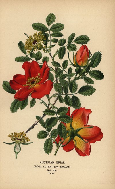 Rosa austriaca, Rosa lutea var. punicea. da Désiré Georges Jean Marie Bois