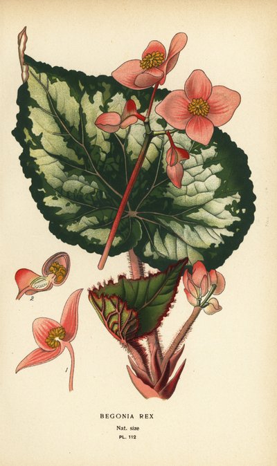Begonia rex da Désiré Georges Jean Marie Bois