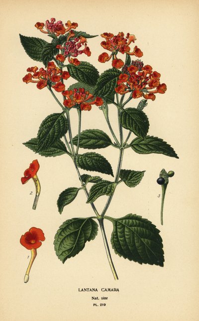 Lantana camara da Désiré Georges Jean Marie Bois