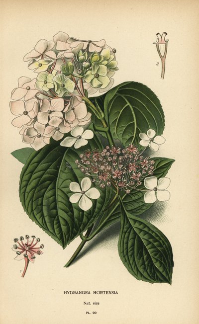 Ortensia a foglia grande, Hydrangea macrophylla da Désiré Georges Jean Marie Bois