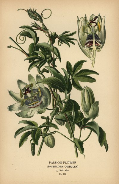 Passiflora blu, Passiflora caerulea da Désiré Georges Jean Marie Bois