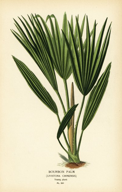 Palma di Bourbon o palma cinese a ventaglio, Livistona chinensis da Désiré Georges Jean Marie Bois