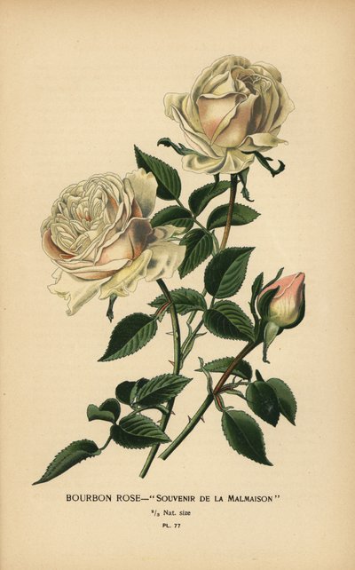 Souvenir de la Malmaison da Désiré Georges Jean Marie Bois