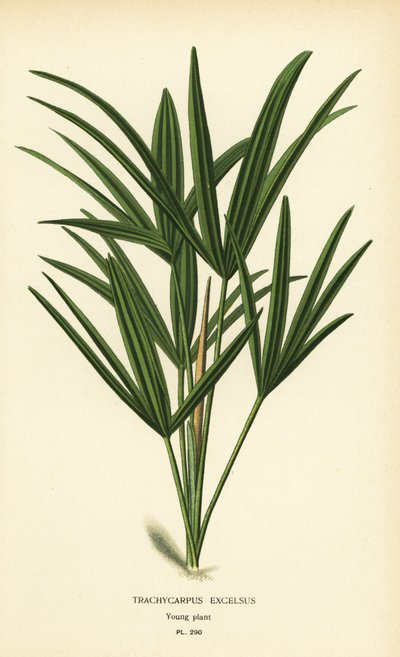 Palma a foglia larga o palma di bambù, Rhapis excelsa (Trachycarpus excelsus). Cromolitografia da un