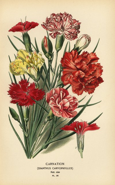 Garofano, Dianthus caryophyllus da Désiré Georges Jean Marie Bois
