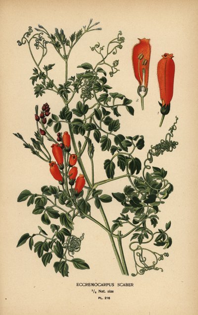 Fiore della gloria cileno, Eccremocarpus scaber da Désiré Georges Jean Marie Bois